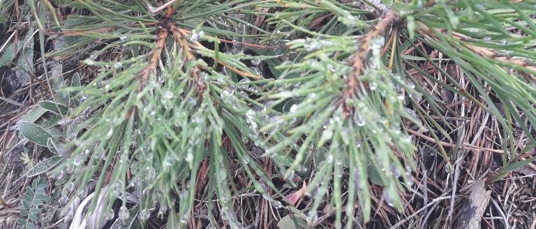 What are the names of coniferous trees that grow in Ottawa?