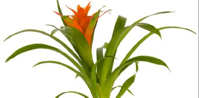 What do you know about the guzmania flower?