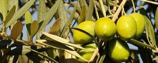 What plants grow in Greece? What fruits grow in Greece? post thumbnail image