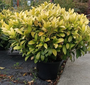 What is the most popular evergreen shrubs?