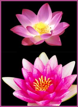What is the spiritual meaning of the lotus flower?