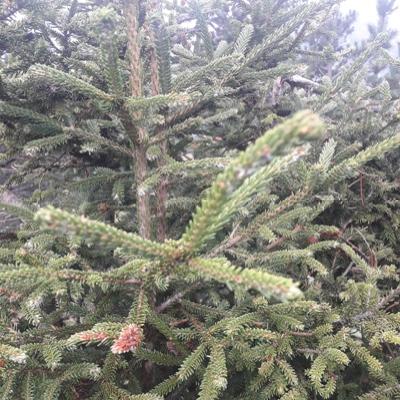 Can you cut the leader of a Norway spruce?