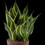 Are Sansevieria indoor plants?