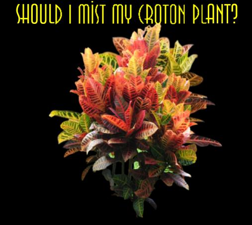 How do you take care of a croton flower?
