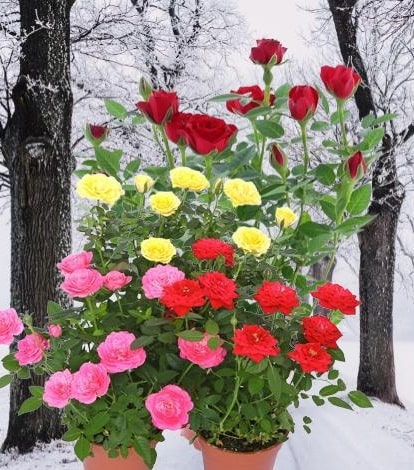 Can mini roses survive winter Canada?