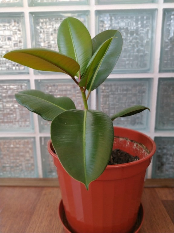How do you maintain a rubber plant?