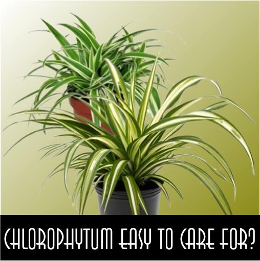 Chlorophytum easy to care for?