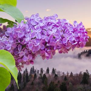 Do lilacs grow in Wisconsin?