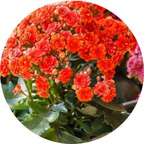 How do you care for a kalanchoe plant indoors?