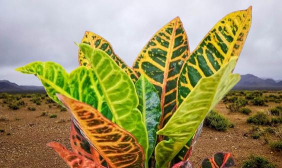 Are crotons easy to care for? post thumbnail image