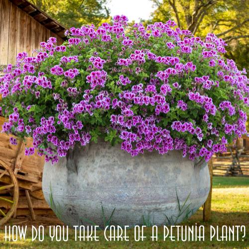 How do you take care of a petunia plant?