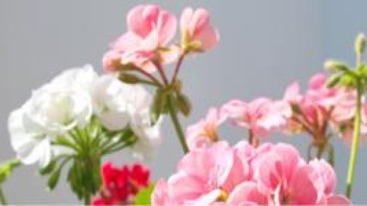 How do you take care of geraniums in the house?