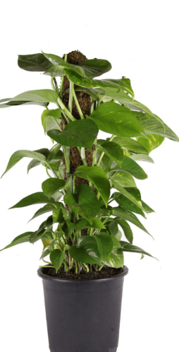 What is special about pothos plant? How do you care for a pothos plant?