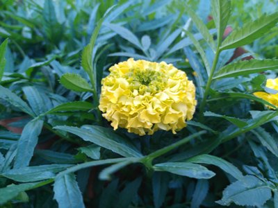 How do you take care of a potted marigold? post thumbnail image