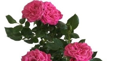Can mini roses survive winter Canada? post thumbnail image