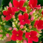 How to care for Kalanchoe flower?