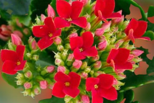 How to care for Kalanchoe flower?