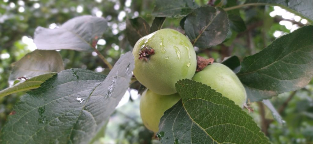 When to plant fruit trees in Wisconsin?