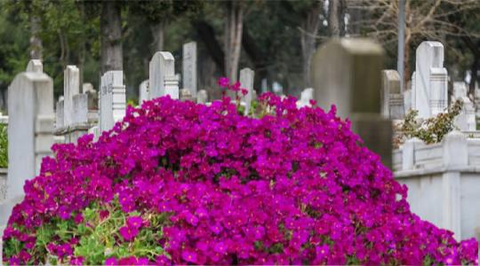 What is the best plant to put on a grave?