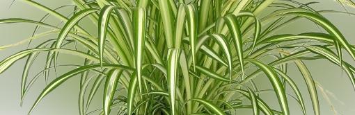 Chlorophytum easy to care for? post thumbnail image