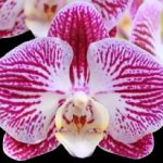 What is the best lighting for orchids?