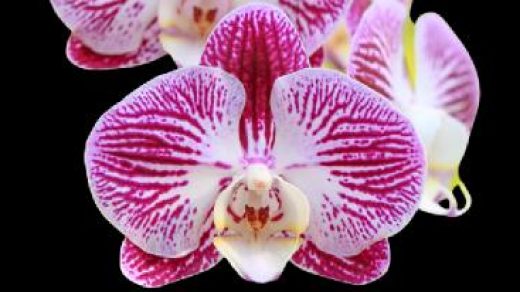 What is the best lighting for orchids?