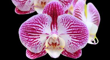 How do I get my Phalaenopsis orchid to flower? post thumbnail image