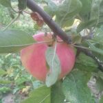 What season are fruit trees planted in Wisconsin?