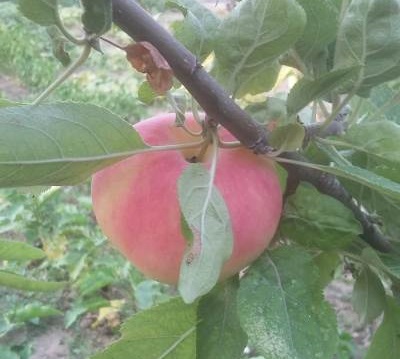 When to plant fruit trees in Wisconsin? post thumbnail image