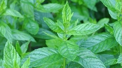 Can we grow mint in Canada? post thumbnail image