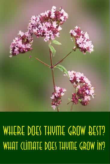 Where does thyme grow best? What climate does thyme grow in? 