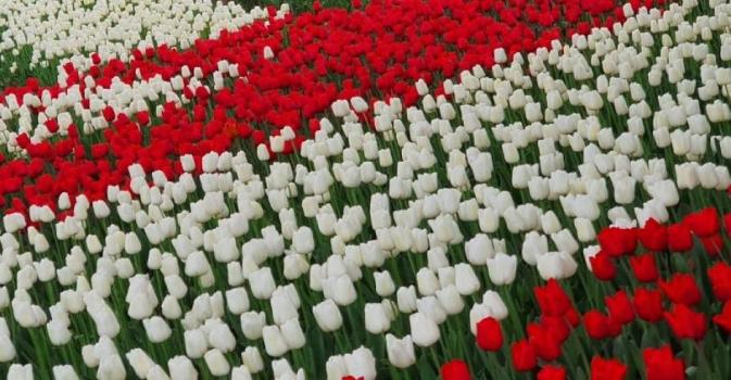 Can you plant tulips in pots in Canada?