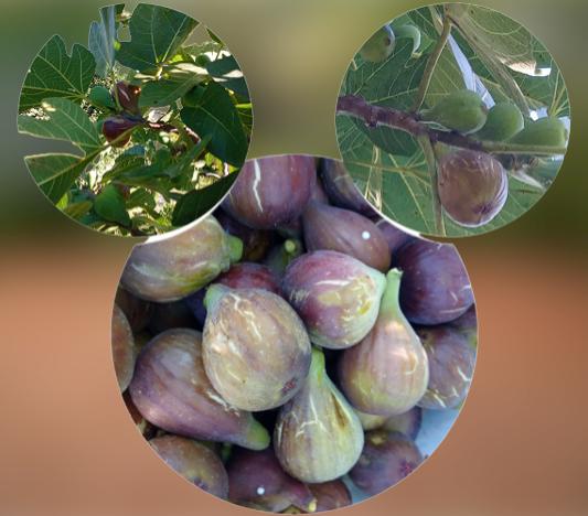 How do you care for a fig tree in Canada? Fig Pruning Canada