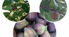 Do figs grow in Switzerland?