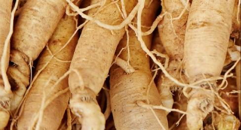 Most Valuable Herb Ginseng in South Korea