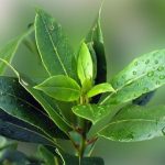 Mythological story of bay leaf, history of bay leaf