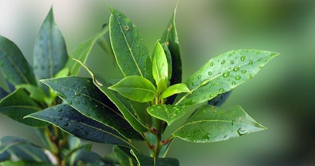 What is the history of bay leaf? post thumbnail image