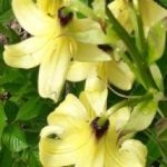 Names of yellow flowers blooming in spring