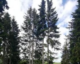 Tree pruning and felling prices in Wisconsin