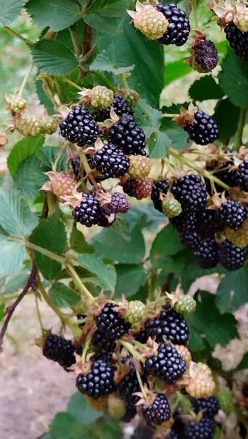 What are the benefits of blackberries?