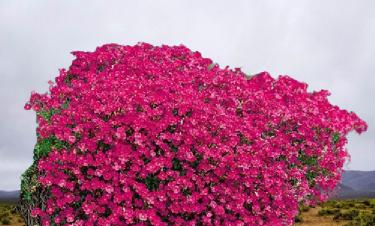 What is the best ground cover plants in UK