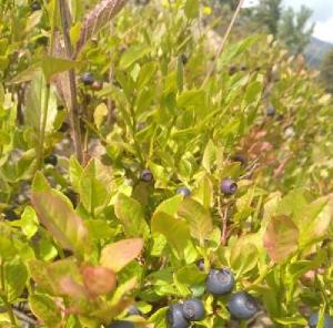 Where do the best blueberries grow? post thumbnail image