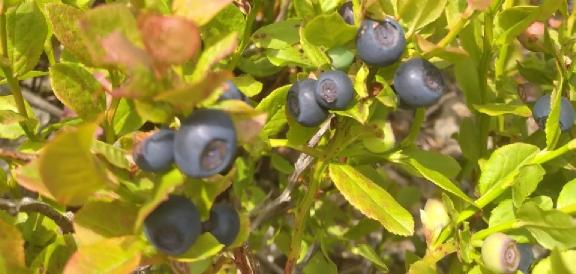 Where do blueberries grow?