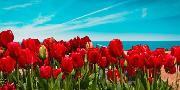Where do tulips grow in Canada?