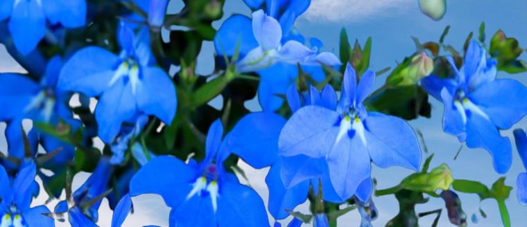 blue lobelia flowers
