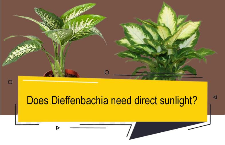 Does Dieffenbachia need direct sunlight?