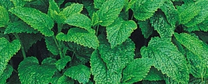 How to care for the lemon balm plant
