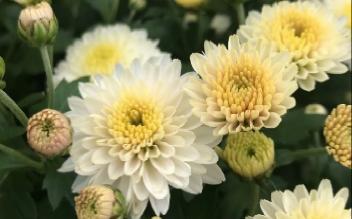 What is special about the chrysanthemum?
