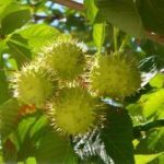 What part of the horse chestnut plant is poisonous
