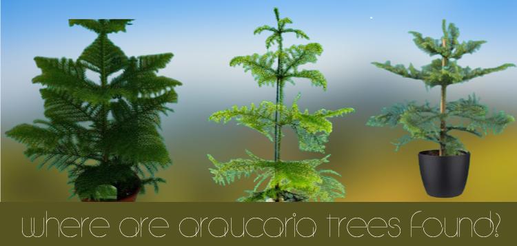 Where are Araucaria trees found?